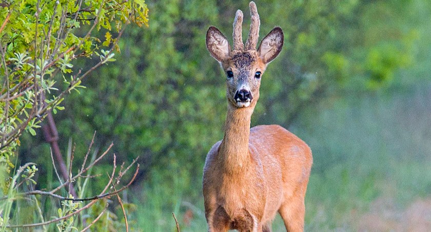 Przyroda, można obserwować fotografować przyrodę powodując szkód - zdjęcie, fotografia
