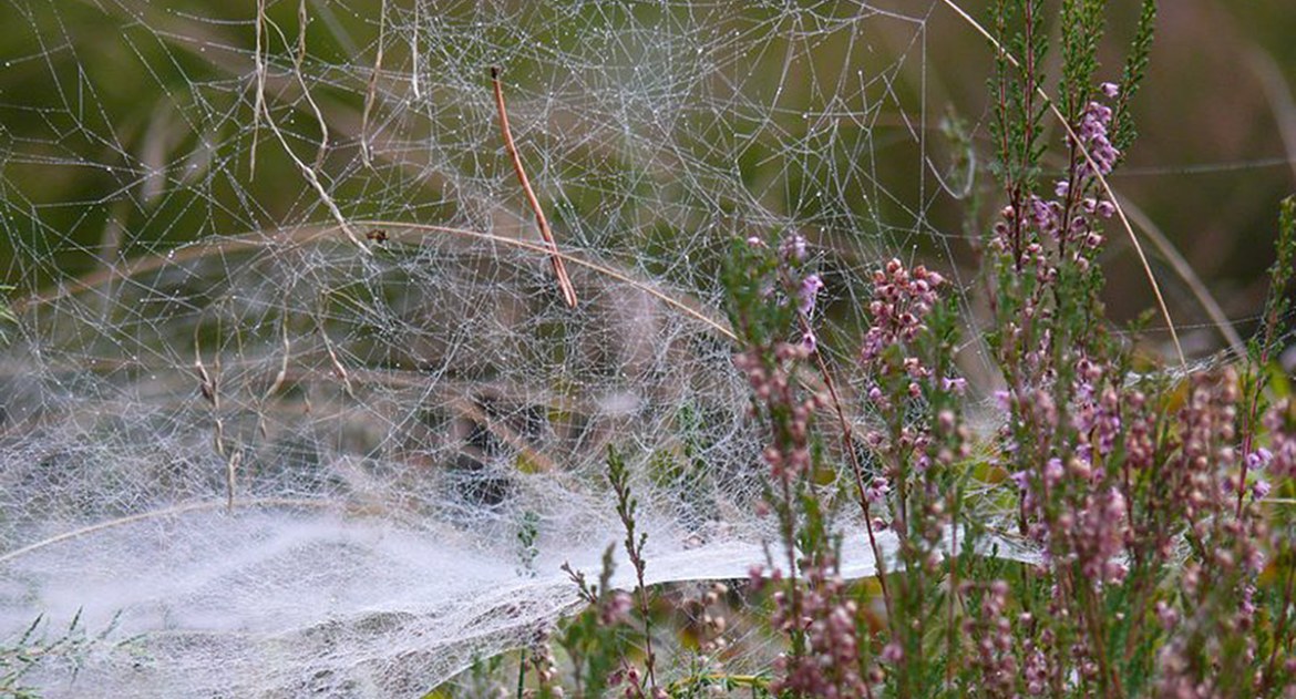 Przyroda, swojej potrafią lecieć setki tysiące kilometrów - zdjęcie, fotografia