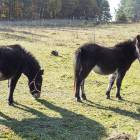 zdjęcie nr 11