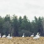 zdjęcie nr 8