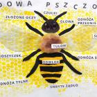 zdjęcie nr 14