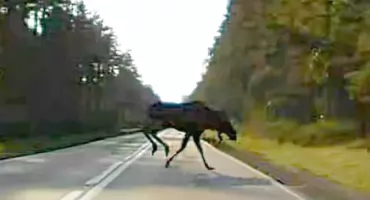 Kierowcy ostrzegają. Łoś znów na drodze! [MAMY NAGRANIE]